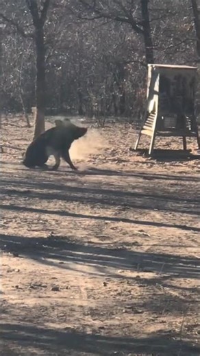 Pig Hunting Headshot #hoghunting #pighunting #wildboar #feralhogs #funnyanimals #jagd #chasse