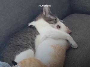 13M views · 356K reactions | your hug relieves my tiredness | 홈홪홨홞환홢홤홤홙. | Facebook