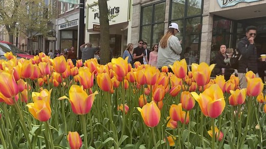 Tulip Time releases 2026 festival lineup