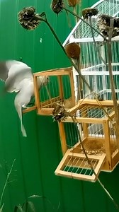 307K views · 1.7K reactions | The trap is confused... but the pigeon is determined!  #Goldfinch #hunting #trap_cage #nature #The_best_way_to_catch_birds #Hunting_migratory_goldfinches #Hunting_pigeons #The_dove #birds #cage #breeding #Morocco #Algeria | Wild Bird Beauty | Facebook