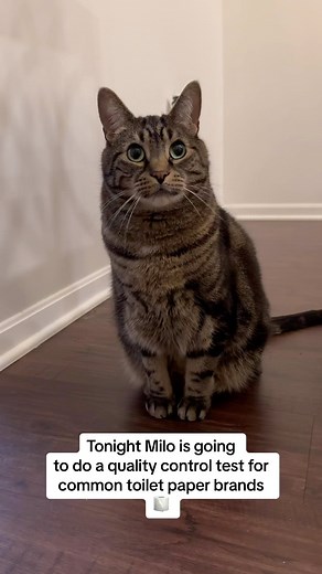 468K views · 9.3K reactions | Never would I have thought I’d be having my cat testing toilet paper to suggest which is best  #cats #catsofig #catsofinstagram #catsofinsta #reels #reelsig #reelsinstagram #reeloftheday #cat #instagood #instadaily #viral #lol #comedy #explorepage #discover #tabbycat #tabbycatsofinstagram #tabbycats #chonk #chonkycats #blackcatsofinstagram #blackcat #goldenretriever #mrmilothechonk #milothechonk | Mrmilothechonk | Facebook