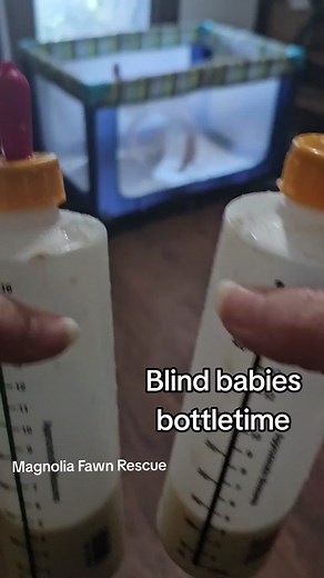 ❤️ The fawn to the left is Landis, she is a blind piebald fawn, ❤️ Storm is the blind fawn to right. Both are doing very well but neither responding to meds for their vision. www.magnoliafawnrescue.com #fawn #babydeer #Whiteface #fyp #foryou