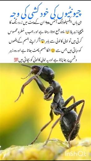 Exploding Ant Facts 🐜 #ants #naturefacts #wildlife #nature #shorts