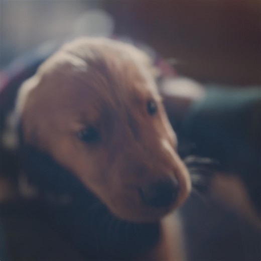 Shop holiday on Chewy and save up to 50% off plus new deals all week. | Chewy