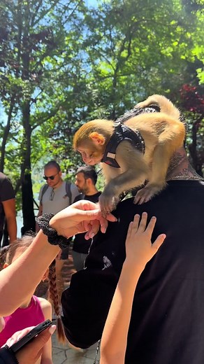 Abu ❤️#abuu #monkey #tiktok #albania @AndiMurra ©️