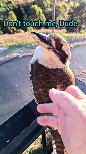 Wild Kookaburra #shorts #kookaburra #wildlife