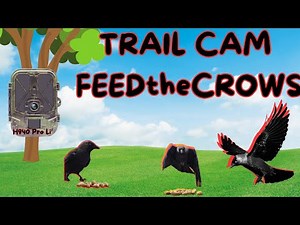 Wild Crow Behavior Caught on Trail Cam | Rare Footage of Corvid Intelligence in the Rain