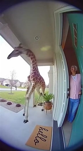Giraffe Farts Right On Here Porch!🦒💨