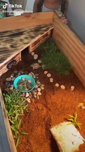 Creating a Wood Habitat for Sulcata Tortoise | Bingo's Home Decor