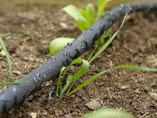 Huw Richards is back once again with some wise words on how to water sustainably during the hot weather. ☀💦 Huw uses his GARDENA Soaker Hose to efficiently water his plants, whilst saving up to 70% more compared to traditional irrigation methods. With an option to extend up to 30 metres or cut down to size, he can install his hose around his complex plants, making it a little easier to do the water work. | GARDENA