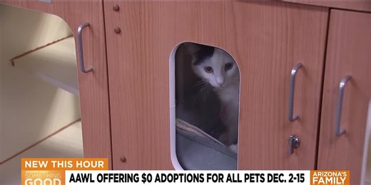 Arizona animal shelters slash adoption fees before holidays
