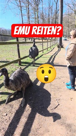 😲 Is she riding the emu? 😱 Sandra's giving it her all 😉 Out and about at Daun Zoo. #labrador