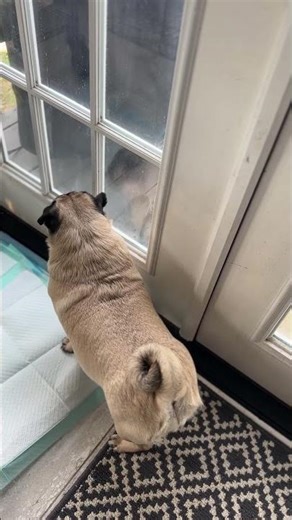 When neighbor’s dog bark,I bark too. #disorientated #freshpet #pugs #mypug #puglife