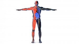 Human Muscular System Internal Organs System Stock Footage Video (100% Royalty-free) 3503423359 | Shutterstock