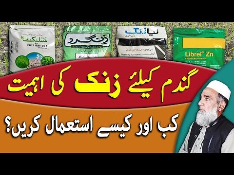 Use of Zinc in wheat crop and application details || Crop Reformer