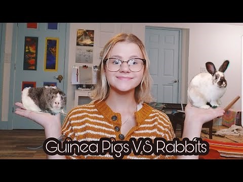 The Differences Between Guinea Pigs and Rabbits! | WHICH IS BETTER? |