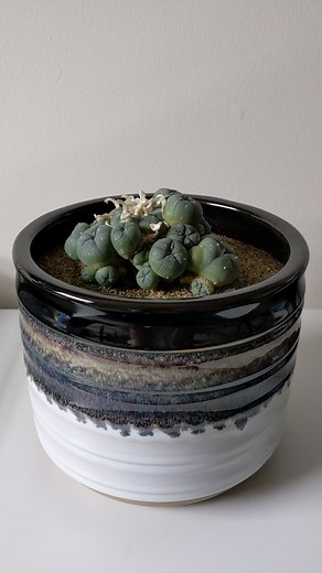 21K views · 332 reactions | Keep your peyote plant warm and it will...