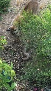 Bobcat vs. Rattlesnake in Scottsdale
