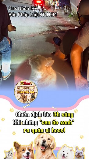 Chiến dịch lúc 3h sáng: Khi những "sen áo xanh" ra quân vì boss! #cat #st666hanhtinhhoangda #cutecat #viral #xuhuong | ST666 Hành Tinh Hoang Dã