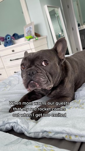 Funny Frenchie Dog Excitement Moment with Red Rocket