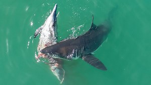 A group of Great White sharks off the coast of California eat a dead dolphin just yards away from swimmers. I don't know who the folks on the boat were, but they got a first row seat to the show. A rare sight, and certainly one of the most unique things I've seen just off the shore. Please visit more of my shark footage on YouTube. https://www.youtube.com/c/TheMalibuArtist/videos | The Malibu Artist
