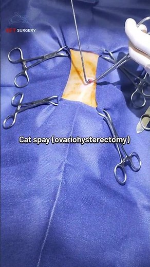 how to use a spay hook ? | cat ovariohysterectomy surgery