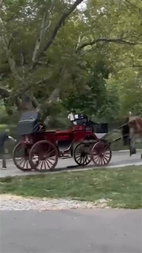🚨 Nouvel accident à New York : un cheval de calèche pris de panique en plein Central Park Il y a quelques jours, un cheval exploité pour tracter une calèche au cœur de New York a traversé Central Park complètement affolé. Les passagers ont dû sauter pour éviter d’être blessés, des piétons ont failli être renversés, et l’animal, terrifié, a heurté un panneau avant de s’immobiliser près d’une fontaine. ❌ Cet épisode dramatique n’est pas un cas isolé. Les chevaux utilisés dans les grandes villes v