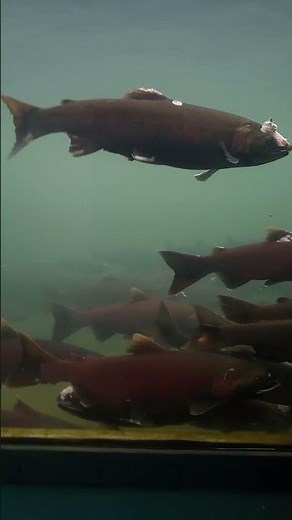 Chinook by Sophie #fish #salmon #chinook #chinooksalmon