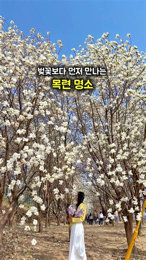 부산 근교 목련 맛집 베스트 3