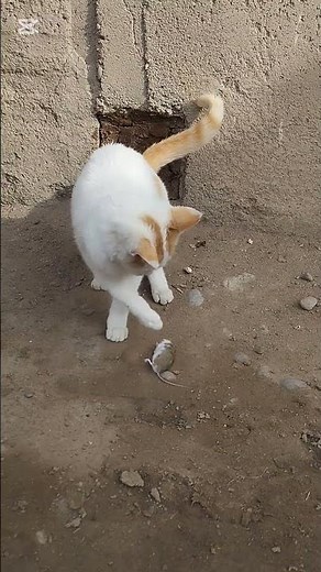 Cute Kitten Plays With a Mouse 😺🐭 | Funny Moment on Camera