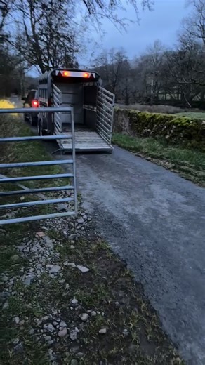 The donkey is resisting the call to the Nativity. “Nope, not crossing that stream for baby Jesus.” 😂 #DonkeyDrama #NativityPrep #StubbornAss #FarmLife #SamsonTheSubstitute | Alison Louise Carroll