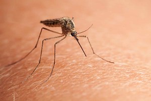 Does Lemongrass Repel Mosquitoes? Yes! Here's How to Use It