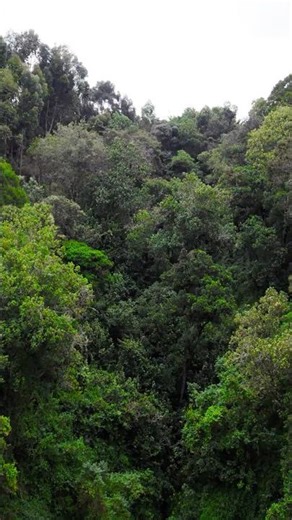 10 Amazing benefits of planting trees