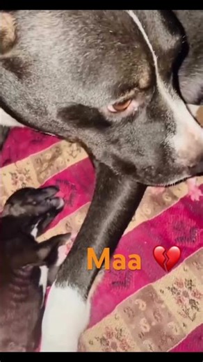 Mini Heart Broken 💔 #share #comment #love #sad #hearttouching #petlover #petshub #minivlog 🙏❤️