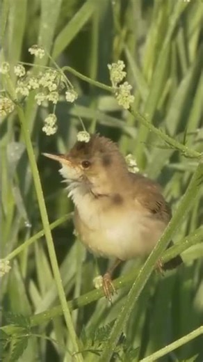 Common reed warbler