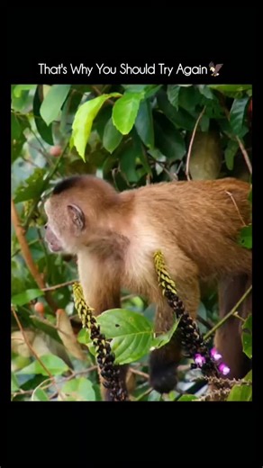 Animal Documentary & Science Concepts on Instagram: "🦅 Most powerful eagle on Earth ➡️ Harpy Eagle (Harpia harpyja) When it comes to raw power and strength, the Harpy eagle is unmatched. Why the Harpy Eagle is #1 🔥 Incredible strength Can lift prey equal to its own body weight Hunts monkeys, sloths, large birds, even small deer 🦶 Deadly talons Talons up to 13 cm (5 inches) — bigger than a grizzly bear’s claws Grip strength strong enough to crush bones 🪽 Built like a tank Short, broad wings →