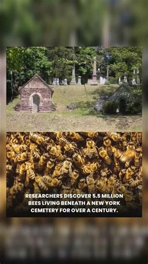 Around 5.5 million bees discovered beneath a cemetery in New York