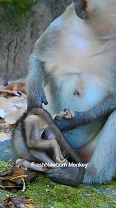 Real monkey life, Daily update of all baby monkey, DSCN7472 | Fresh Newborn Monkey