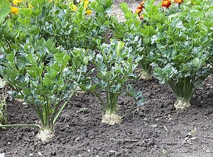 FICHE TECHNIQUE: Comment Cultiver le Céleri Bio - Agriculture au Cameroun