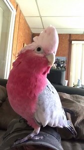 711K views · 13K shares | birb has an important message crebit: Elena Vachon | Birbs | Facebook