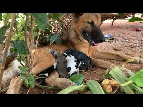 👉 Real Natural Dog Birth – Amazing Mother Dog Giving Birth! 🐕💖