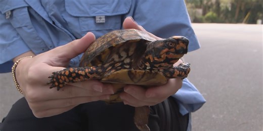 Volunteers rescue box turtles on Tybee Island