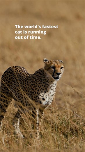 The cheetah, the fastest land animal on Earth, is quickly losing the race against extinction. 🚨 💔 Fewer than 7,500 cheetahs remain in the wild, and they now occupy only 9% of their historical range. This decline is primarily driven by human activities such as expansion into their wild spaces, climate change, human–wildlife conflict, wildlife crimes, and prey loss. In East Africa, another challenge they face is demand from the Middle East for cheetah cubs as exotic pets. But there is hope! 🐾 O