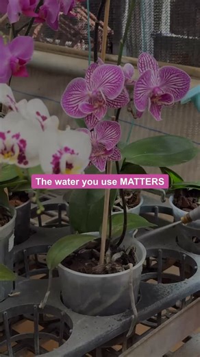 Best Water for Orchids — Ranked 🌿💧 Not all water is orchid-friendly. The wrong water can cause salt buildup, root burn, and poor blooms. Here’s the best → worst water for orchids: ✔️ Rainwater ✔️ RO water with fertilizer or tap mix ✔️ Tap water (if low TDS) ❌ Hard / borewell water ❌ Plain RO water 💡 Orchids need minerals — not just clean water. Save this post before your next watering 🚿🌸 . . . . . . . . . . . . . [Fyp, orchids, reel, trend, India] #fyp #orchid #orchidlover #trending #brand 
