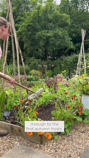 Now's the time to sow Zinnia flowers
