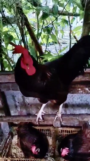 1.2K views · 12 reactions | Rhode Island Red The breed is instantly recognizable by its glossy, deep mahogany red or reddish-brown feathers. Hens often have dark black tail feathers, and the color can sometimes fade with age or sun exposure. #SustainableFarming #biodiversity #HealthyChickens #HeritageChicken | Cyan & Jiyah Free Range Chicken | Facebook