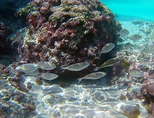 Schnorcheln auf Kreta: Karte mit den schönsten Schnorchel-Spots