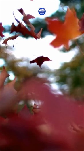 🔔ومضات من أرض أفريقيا🔔 تُقدّم لكم قناة الفضائية الاسلامية الأحمدية من الأفريقية (MTA Africa) بكل فخر وتواضع برنامجًا عربيًا جديدًا في شهر رمضان المبارك، حاملاً معه تأملاتٍ ورؤىً متجددة من القارة الأفريقية. يُبث البرنامج كل يوم الجمعة ويوم الاثنين ويوم الأربعاء، الساعة 4:30 مساءً بتوقيت غرينتش، بدايةً من 20 فبراير 2026 ميلادي. انضموا إلينا في رحلة إيمانية وروحانية في هذا الشهر الفضيل. _______________________________________ NEW ARABIC SERIES MTA Africa proudly presents a brand new Arabic progra