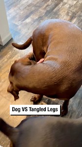 Dog vs. Tangled Legs 🐕 | Wrestling News