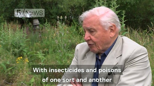 Sir David Attenborough has been warning of the "significant decline" in butterflies in the UK as over three quarters of our butterflies have declined in the last 40 years. | Channel 5 News